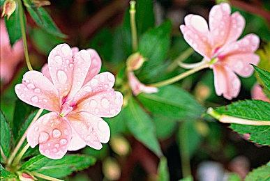 万代机甲射击游戏《奇异贤伴：爱达之歌》宣布封闭网络测试 9月13日举行